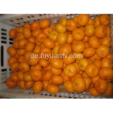 Frischer Nanfeng Baby Mandarin